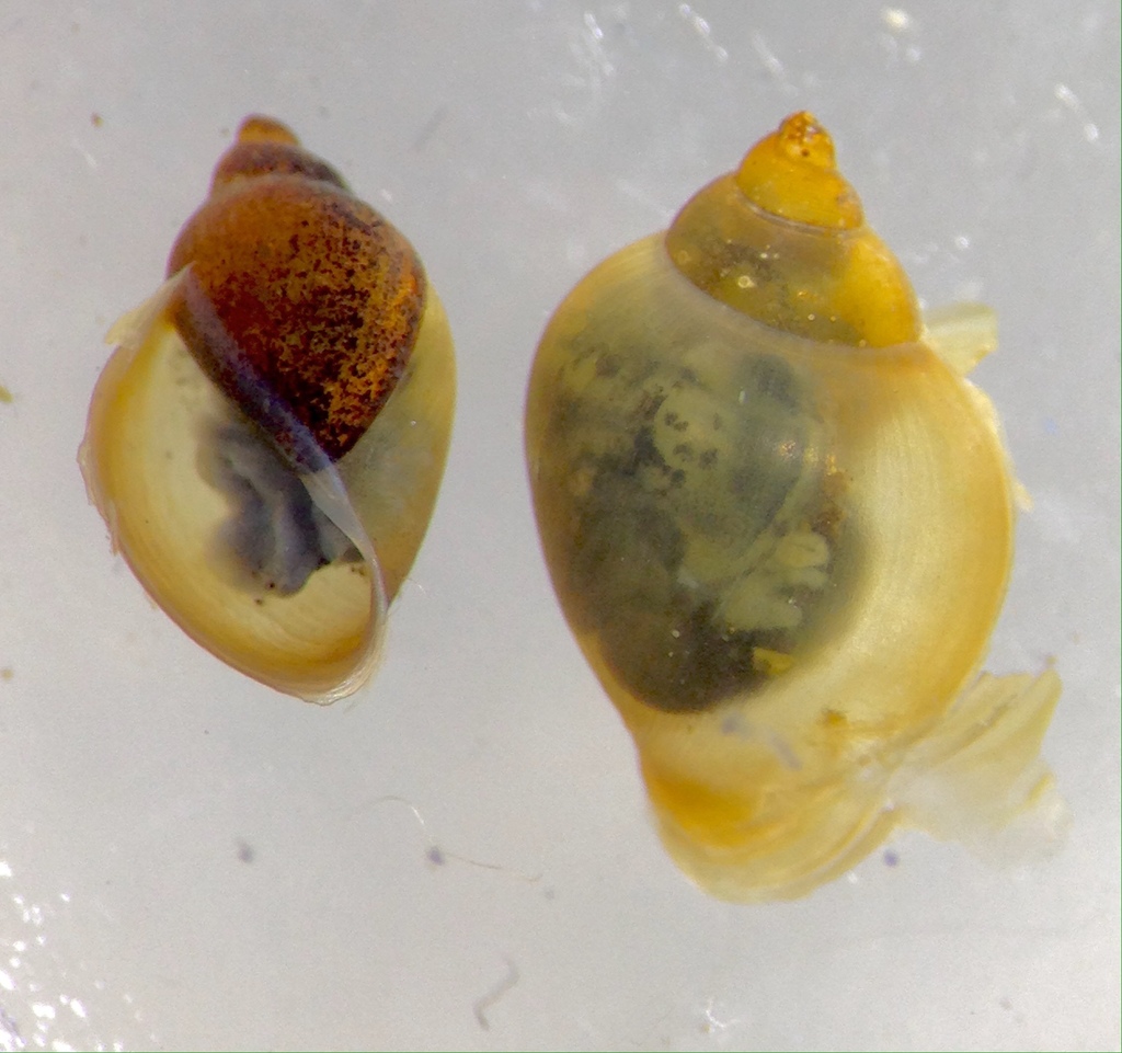 Glyptophysa