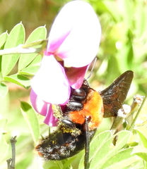 Xylocopa flavorufa