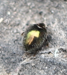 Lamprobyrrhulus nitidus