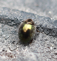 Lamprobyrrhulus nitidus