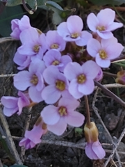 Phoenicaulis cheiranthoides