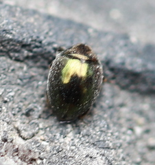 Lamprobyrrhulus nitidus