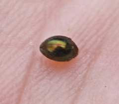 Lamprobyrrhulus nitidus