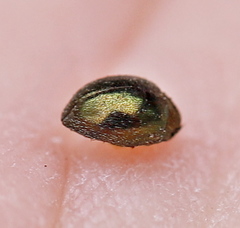 Lamprobyrrhulus nitidus