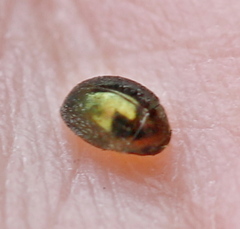 Lamprobyrrhulus nitidus