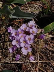 Phoenicaulis cheiranthoides