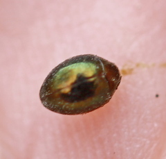 Lamprobyrrhulus nitidus