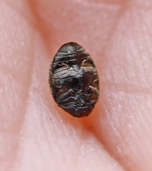 Lamprobyrrhulus nitidus