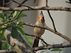 Cardinalis sinuatus