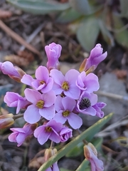 Phoenicaulis cheiranthoides