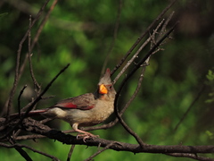 Cardinalis sinuatus