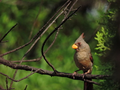Cardinalis sinuatus