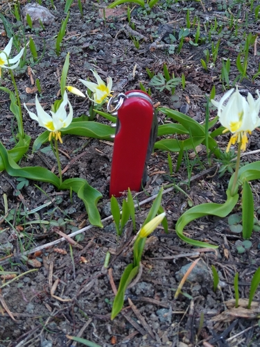 Image of Erythronium klamathense by no rights reserved
