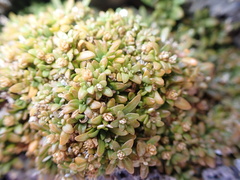Lithophila muscoides