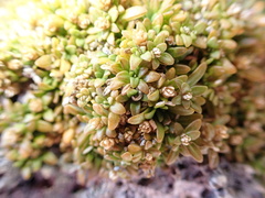 Lithophila muscoides