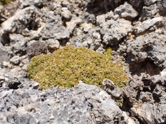 Lithophila muscoides