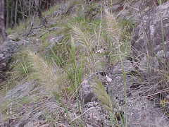 Austrostipa densiflora