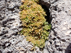 Lithophila muscoides