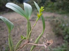 Bulbophyllum auriflorum image