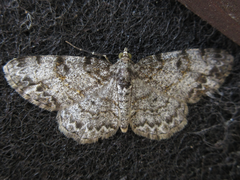 Protoboarmia simpliciaria