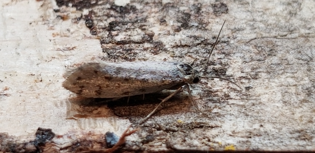 Greya punctiferella