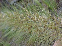 Austrostipa densiflora