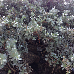 Conocarpus erectus sericeus