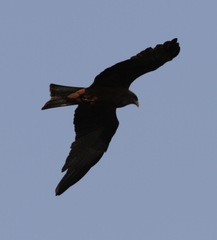 Milvus migrans