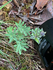 Lupinus polycarpus