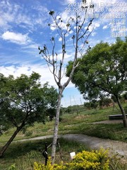 Cochlospermum religiosum
