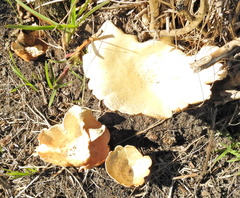 Lentinus sajor-caju