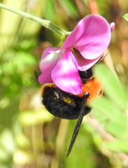 Xylocopa flavorufa
