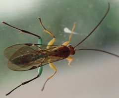 Theronia maculosa