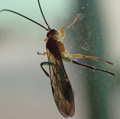 Theronia maculosa