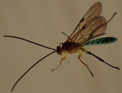Theronia maculosa