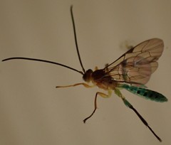Theronia maculosa