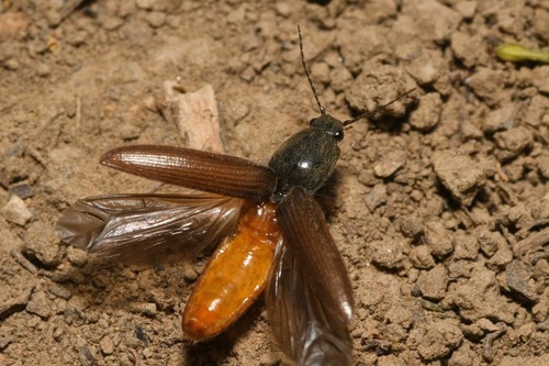 Rusvapilvis laukaspragšis nuotrauka