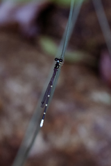 Sinosticta ogatai