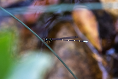 Sinosticta ogatai