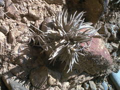 Tillandsia virescens