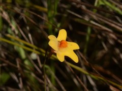 Utricularia chrysantha