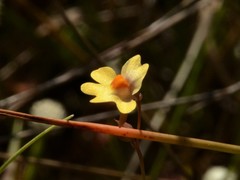 Utricularia chrysantha