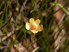 Utricularia chrysantha