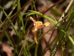 Utricularia chrysantha