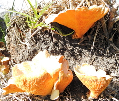 Lentinus sajor-caju