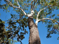 Eucalyptus miniata