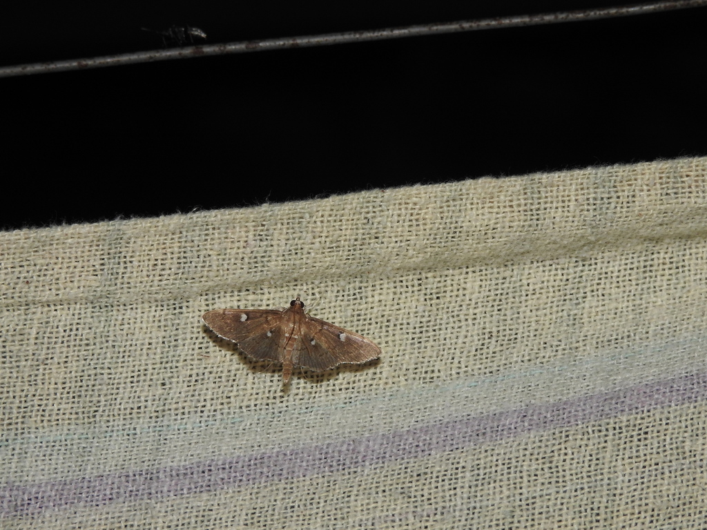 Phostria discipunctalis