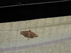 Phostria discipunctalis