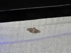 Phostria discipunctalis