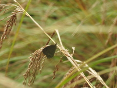 Ypthima ypthimoides